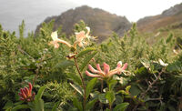 Robin Millard , Cliffside Honeysuckle