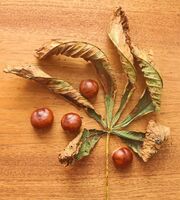 Robin Millard  Creative Autumn
