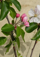 Robin Millard ,In Your Garden, Apple Blossom