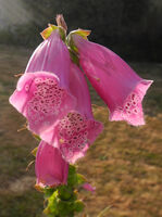 Robin Millard Nature Foxglove