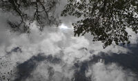 Robin Millard Nature Reflections