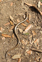 Robin Millard , Slow Worm