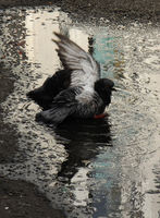 Robin Millard , Winged Animals, Bath Time