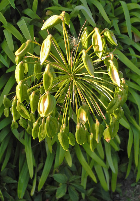 Robin Millard , Annual Nature Open PDI, Agapanthus