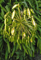 Robin Millard , Annual Nature Open PDI, Agapanthus
