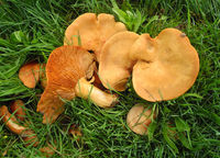 Robin Millard , Annual Nature Open PDI, Fungi