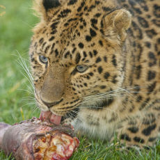 Amur Leopard 6