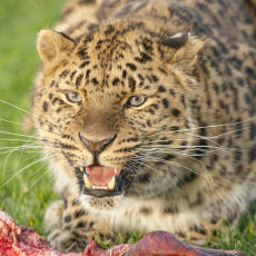 Amur Leopard 5