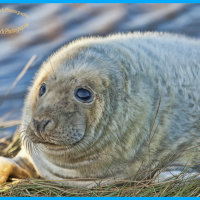 Donna Nook Seal 4