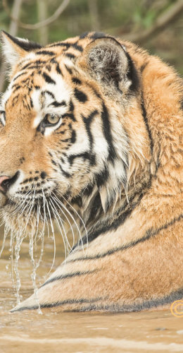 Amur Tiger