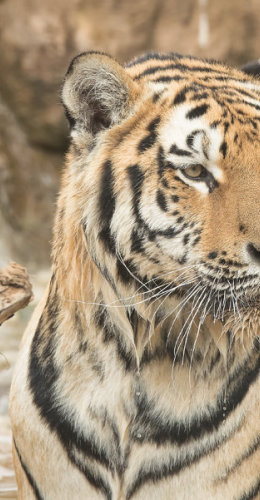Soggy Tiger
