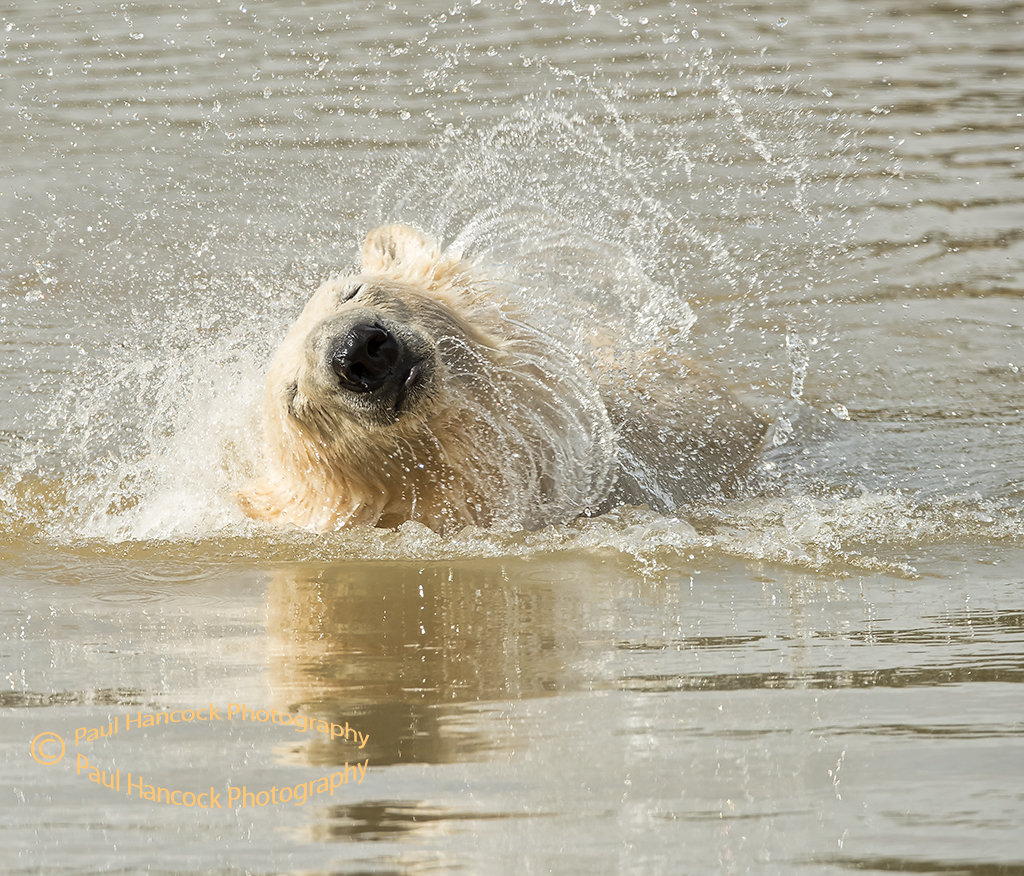 Polar Bear