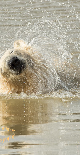 Polar Bear