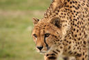WHF Male Cheetah 1