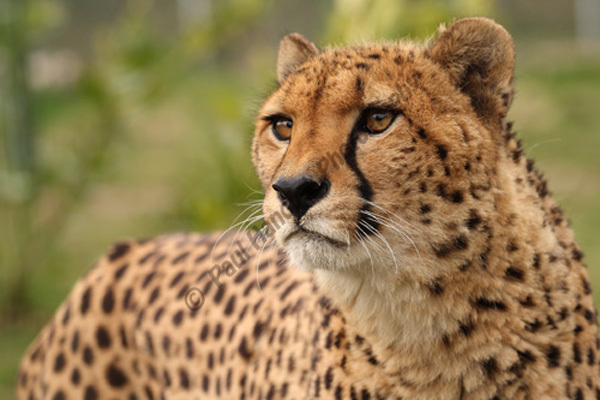 WHF Male Cheetah 2