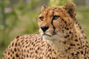WHF Male Cheetah 2