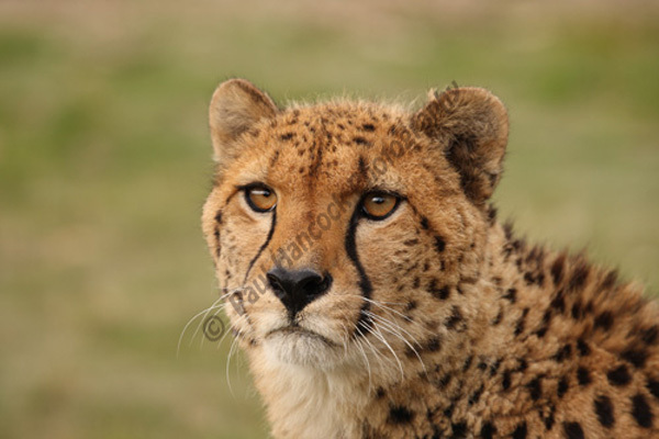 WHF Male Cheetah 3