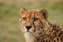 WHF Male Cheetah 3
