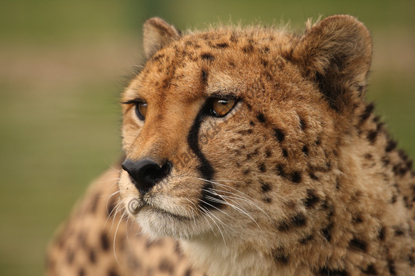WHF Male Cheetah 4