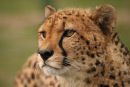 WHF Male Cheetah 4