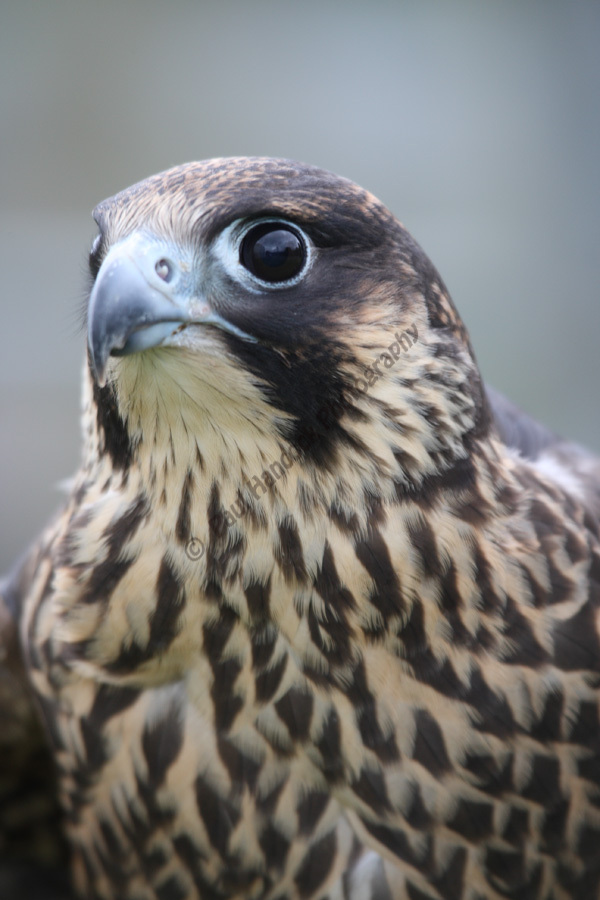 Falcon