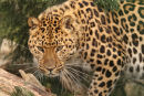 WHF Male Amur Leopard 1