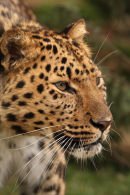 WHF Male Amur Leopard 2