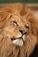 WHF Lion1