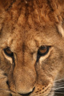 WHF Young Lioness 1