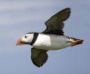 Puffin flight close up