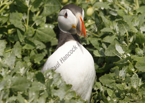 Puffin emerging from its burrow
