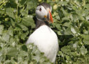 Puffin emerging from its burrow