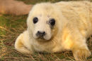 Grey Seal pup 2 approx 4 hrs old