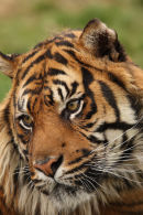 WHF Tiger2