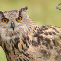 Eagle Owl 2