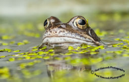 Garden Frog 4