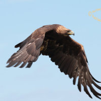 Golden Eagle 1