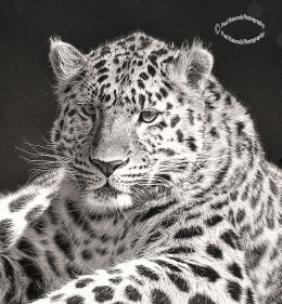 YWP Leopard 4