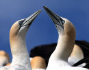 Gannets fencing