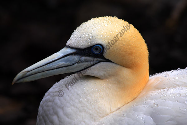 Gannet with water droplets