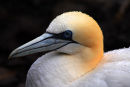 Gannet with water droplets