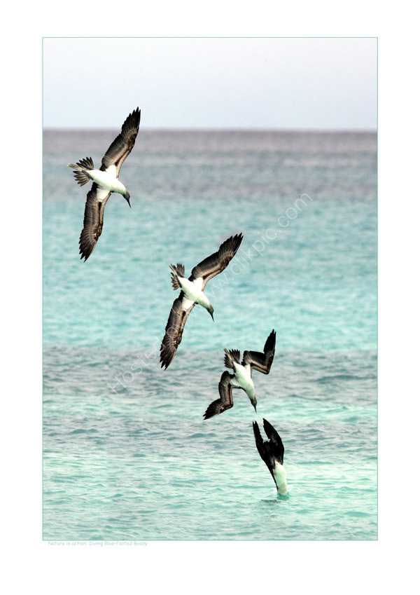 Nature in Action: Blue-footed Booby diving. Limited Edition Print. (Winner of the 'Action' category of the 2007 Visions of Science Photo Competition).