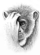 Chimpanzee, Limited edition print.