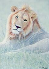 Study of an African Lion