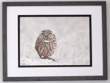 Little Owl