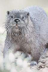 Otter No.2