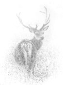 Spotted - Red Deer.