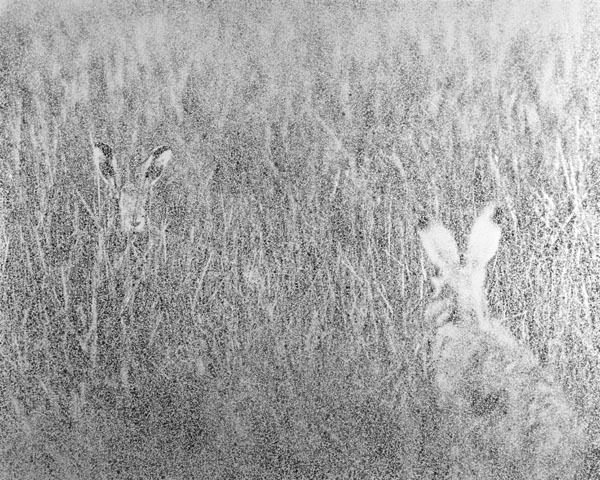 Spotted - Hares. Limited Edition Print.