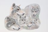 A Study of Wolves