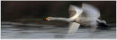 Nature in Action: Swan in flight, panned. Limited Edition Giclée print.